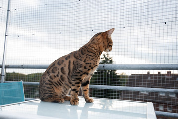 brown spotted tabby side view of a bengal cat sitting on table on balcony in front of safety net looking down observing the neighborhood from above