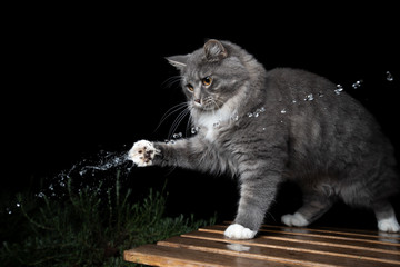 young curious blue tabby maine coon cat with white paws outdoors playing with water jet in front of...