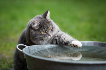 curious blue tabby maine coon cat playing with water in metal bowl outdoors on grass touching water...