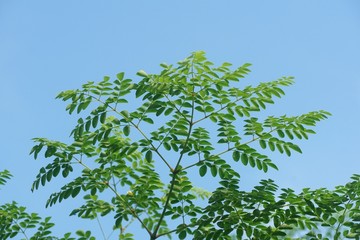 fresh green Moringa oleifera plant  in nature garden