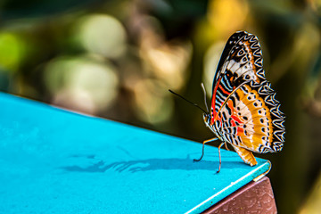 Close-up of butterfly posing on a table