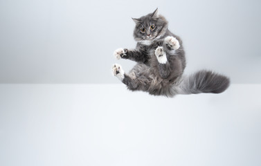 mid air shot of playful blue tabby maine coon cat with white paws flying in front of white...