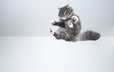Fototapeten mid air shot of playful blue tabby maine coon cat with white paws flying in front of white background © FurryFritz