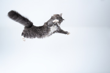 mid air studio shot of a young blue tabby maine coon cat with white spread paws jumping flying in...