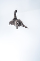 mid air studio shot of a young blue tabby maine coon cat with white paws jumping flying in front of...