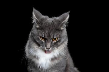 Obraz premium blue tabby maine coon cat grooming fur with ears fold back isolated on black background