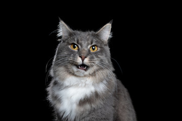 studio portrait of a young blue tabby white maine coon cat looking at camera with open mouth isolated on black background