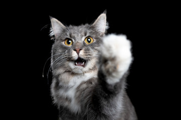 studio portrait of a young blue tabby white maine coon cat looking with open mouth meowing raising paw towards camera isolated on black background