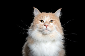 studio portrait of a cream tabby maine coon cat looking at camera isolated on black background