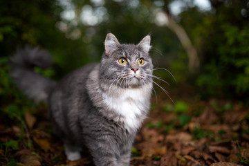 curious blue tabby maine coon cat outdoors prowling on autumn leaves in the back yard looking ahead