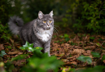 blue tabby white maine coon cat outdoors in nature standing on autumn leaves observing the area