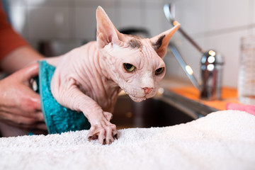 hairless sphynx cat getting washed by owner taking a bath in the kitchen sink trying to escape