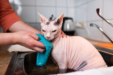 displeased hairless sphynx cat getting washed by owner taking a bath in the kitchen sink