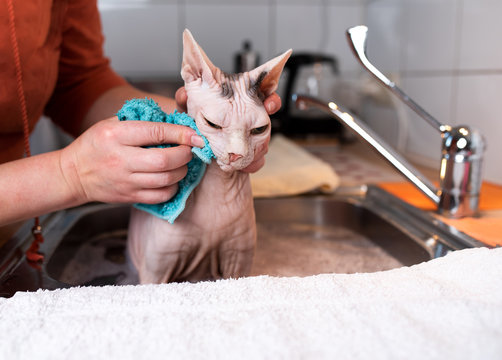 displeased hairless sphynx cat getting washed by owner taking a bath in the kitchen sink