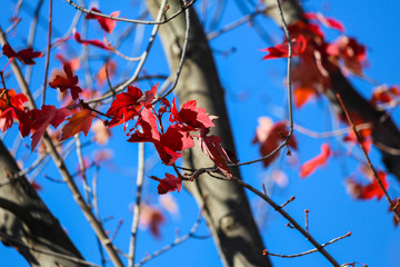 Leaves fading in the autumn, Brossard, Quebec, Canada