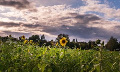 Fototapeta na wymiar Last sunflowers of the season