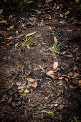 dead leaves background