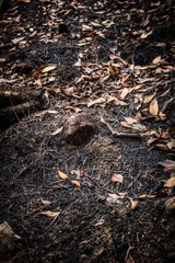 dead leaves background