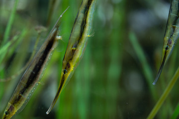 Syngnathidae fish swimming with the flow