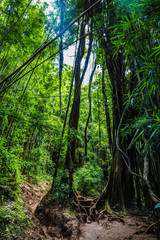 Trees in tropical jungle