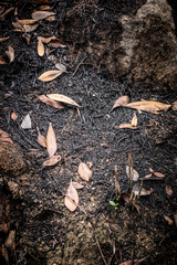 dead leaves background