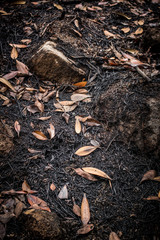 dead leaves background