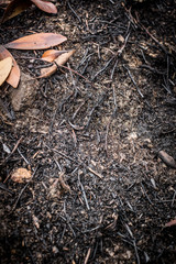 dead leaves background