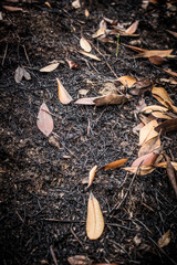 dead leaves background