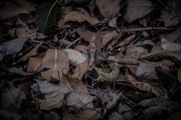 dead leaves background