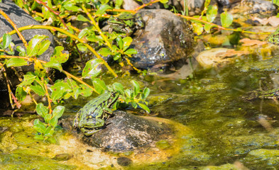 Obraz premium Sumpffrosch auf Stein