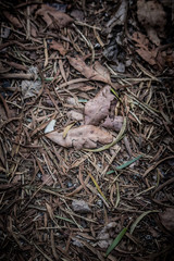 dead leaves background