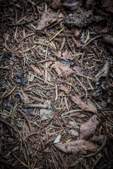 dead leaves background