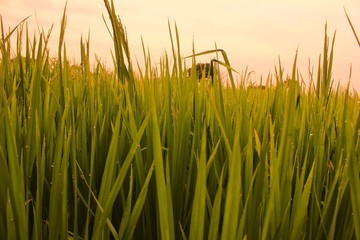 rice ready for harvest