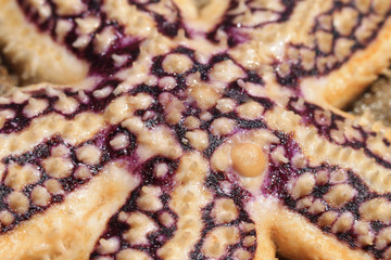 신비한 불가사리