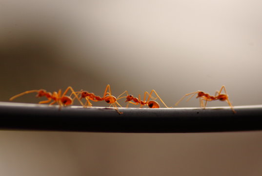 Antz