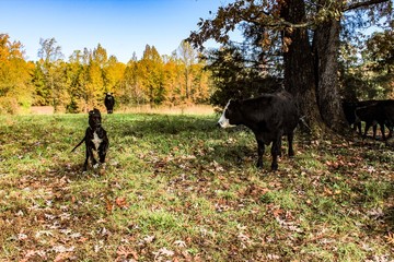 Black Great Dane playing with Black Angus Cows in a Field on a Farm