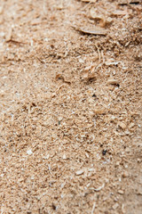 Sawdust Portrait