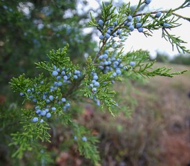 Closeup of Fresh Juniper Berries growing on a bush