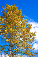 黄色く色づいた紅葉