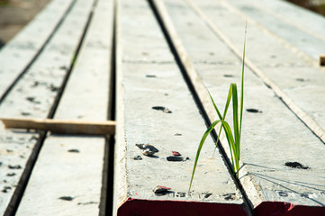 Main focus on green weed grows between electric concrete pole in blurred background..