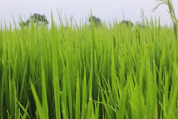 Fototapeta na wymiar rice ready for harvest
