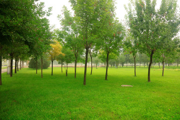 trees and grass in the park