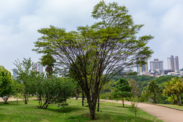 Fototapeta na wymiar Tree in the Park HDR