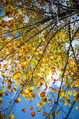 黄色く色づいた紅葉