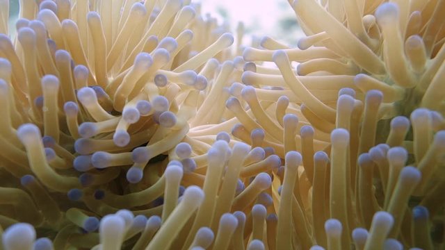Pink skunk anemonefish move and hide in a soft yellow anemone; symbiotic relationship; close up.