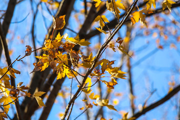 Leaves fading in the autumn, Brossard, Quebec, Canada