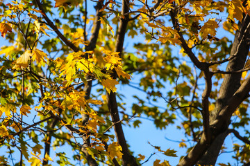 Leaves fading in the autumn, Brossard, Quebec, Canada