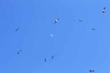 free seagulls