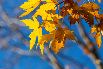 Fototapeta na wymiar Leaves fading in the autumn, Brossard, Quebec, Canada