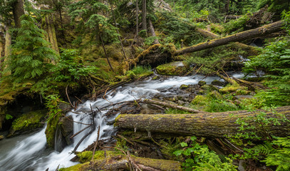 Small creek in the forest